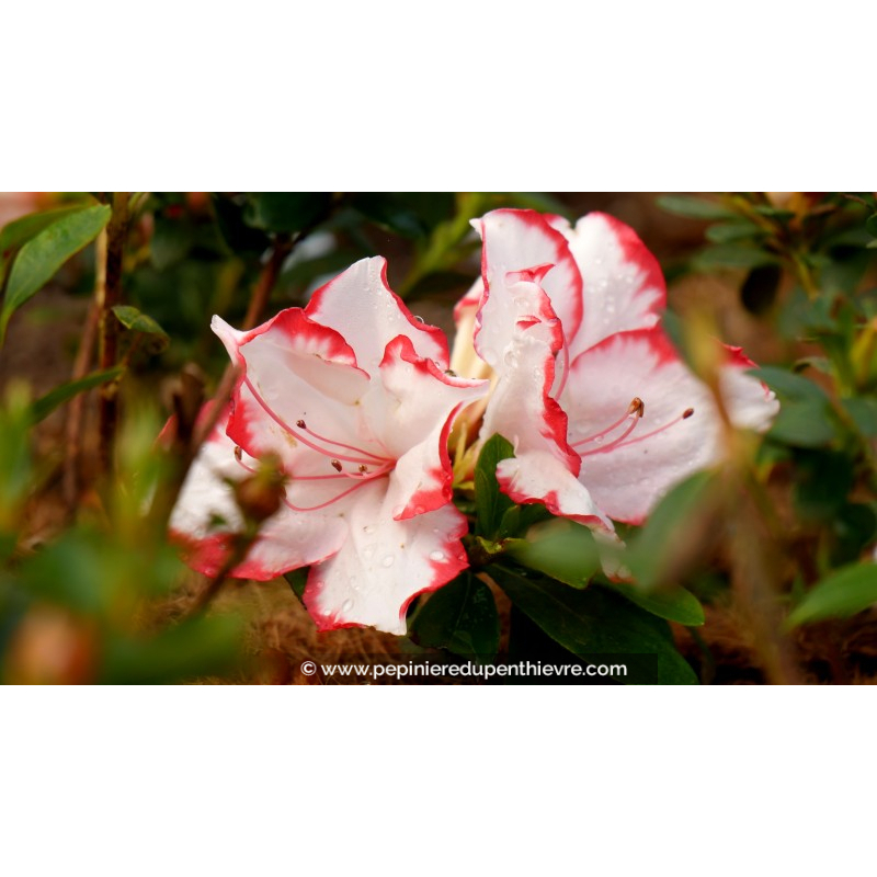 AZALEA japonica 'Sachsenstern'