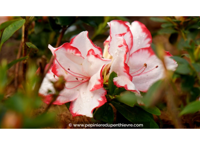 AZALEA japonica 'Sachsenstern'