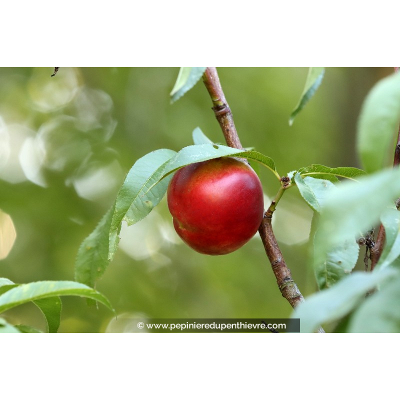 NECTARINIER 'Silver Lode'