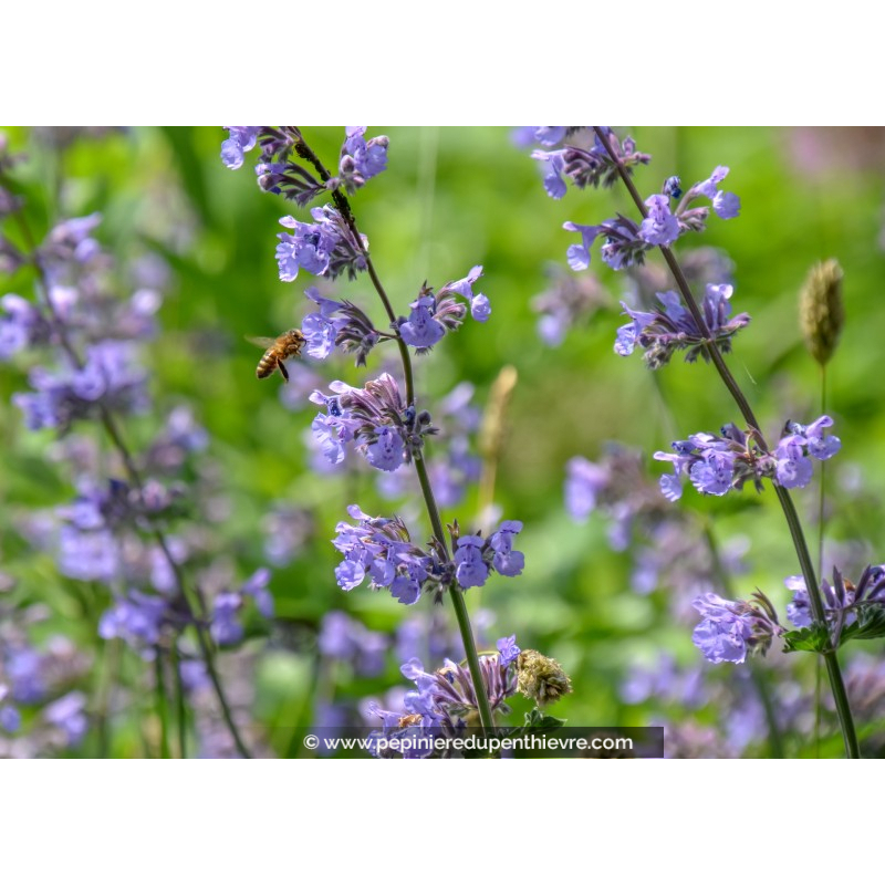 NEPETA faassenii 'Walker's Low'
