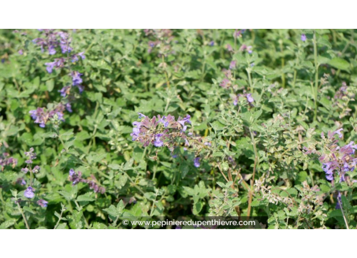 NEPETA faassenii 'Walker's Low'