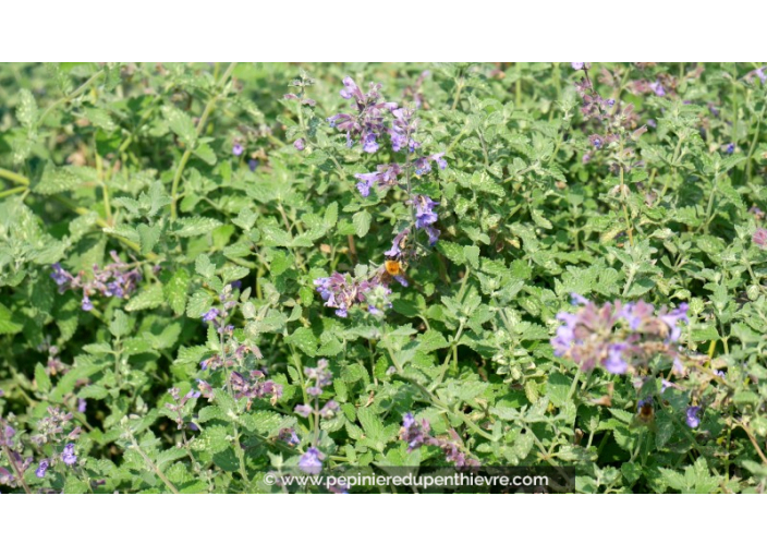 NEPETA faassenii 'Walker's Low'