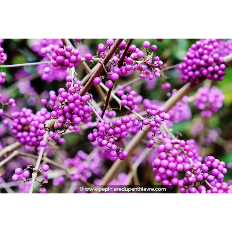 CALLICARPA bodinieri 'Imperial Pearl'