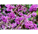CALLICARPA bodinieri 'Imperial Pearl'