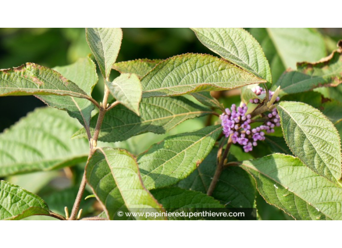 CALLICARPA bodinieri 'Imperial Pearl'