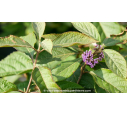 CALLICARPA bodinieri 'Imperial Pearl'
