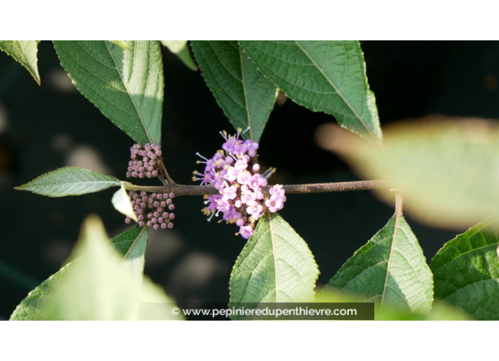 CALLICARPA bodinieri 'Imperial Pearl'
