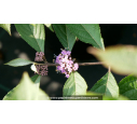 CALLICARPA bodinieri 'Imperial Pearl'