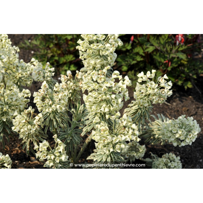 EUPHORBIA characias	'Tasmanian Tiger'