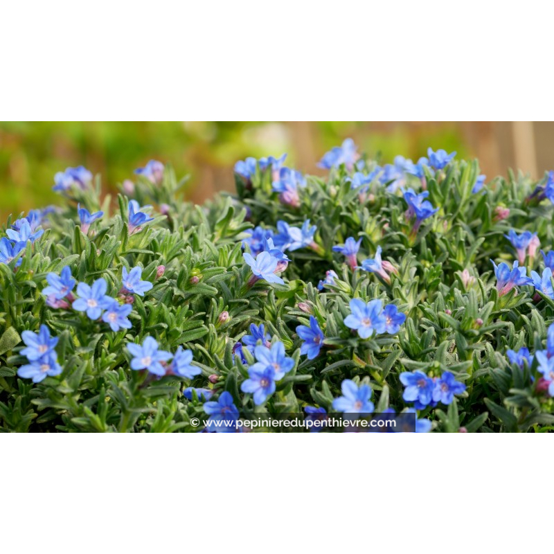 LITHODORA diffusa 'Heavenly Blue'