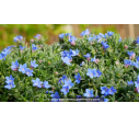 LITHODORA diffusa 'Heavenly Blue'