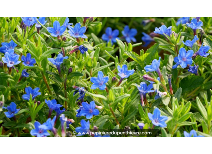 LITHODORA diffusa 'Heavenly Blue'