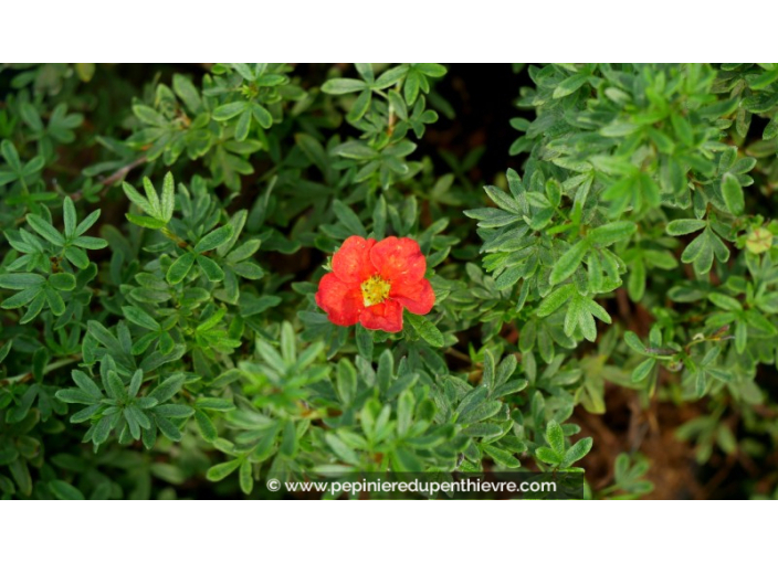 POTENTILLA	fruticosa 'Red Joker'