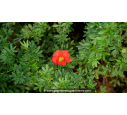 POTENTILLA	fruticosa 'Red Joker'