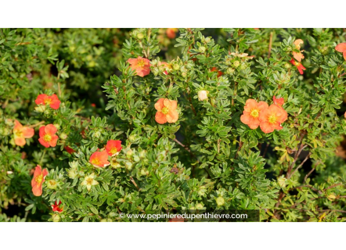 POTENTILLA	fruticosa 'Red Joker'