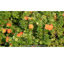 POTENTILLA	fruticosa 'Red Joker'