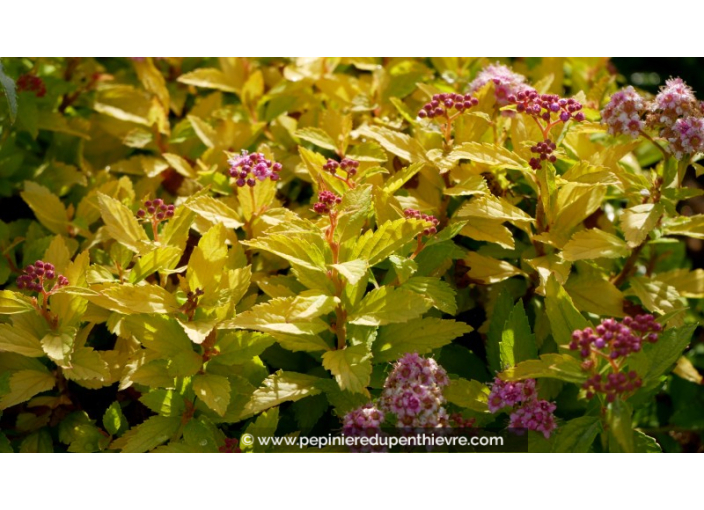 SPIRAEA	japonica	'Gold'