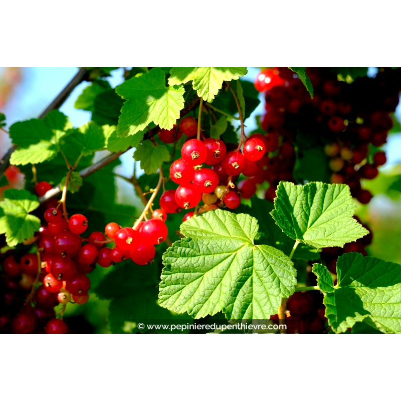 GROSEILLIER	grappes rouges 'Versaillaise Rouge'