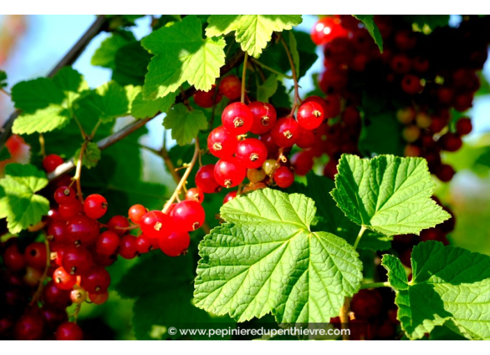 GROSEILLIER	grappes rouges 'Versaillaise Rouge'