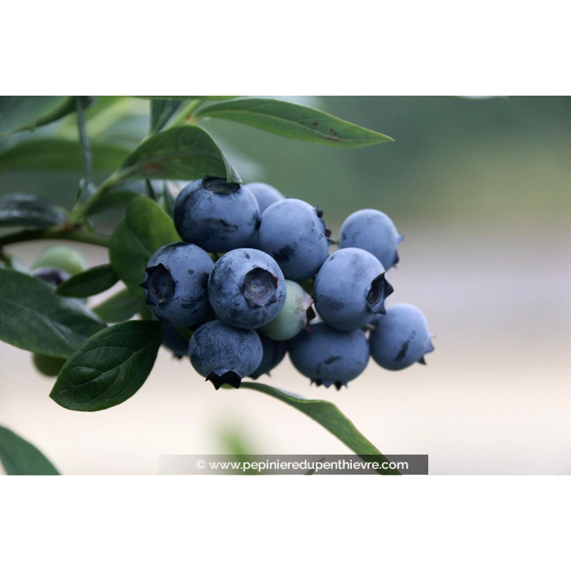 MYRTILLIER 'Bluejay'