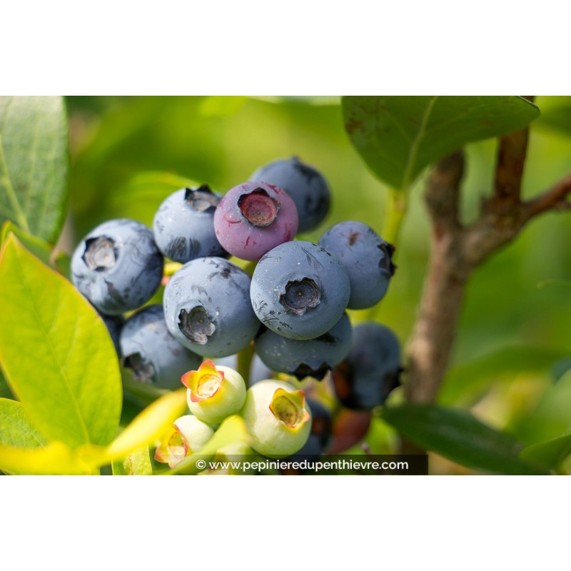 MYRTILLIER 'Hardy Blue'