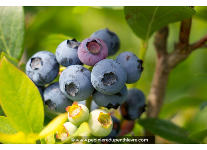 MYRTILLIER 'Hardy Blue'