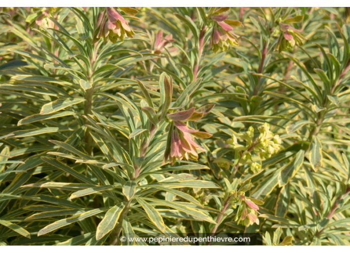 EUPHORBIA x martinii 'Ascot Rainbow' EUPHORBIA x martinii 'Ascot Rainbow'