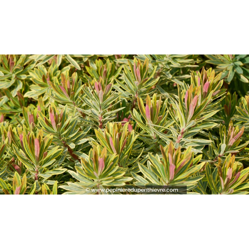 EUPHORBIA x martinii 'Ascot Rainbow'