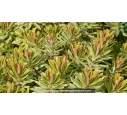 EUPHORBIA x martinii 'Ascot Rainbow' EUPHORBIA x martinii 'Ascot Rainbow'
