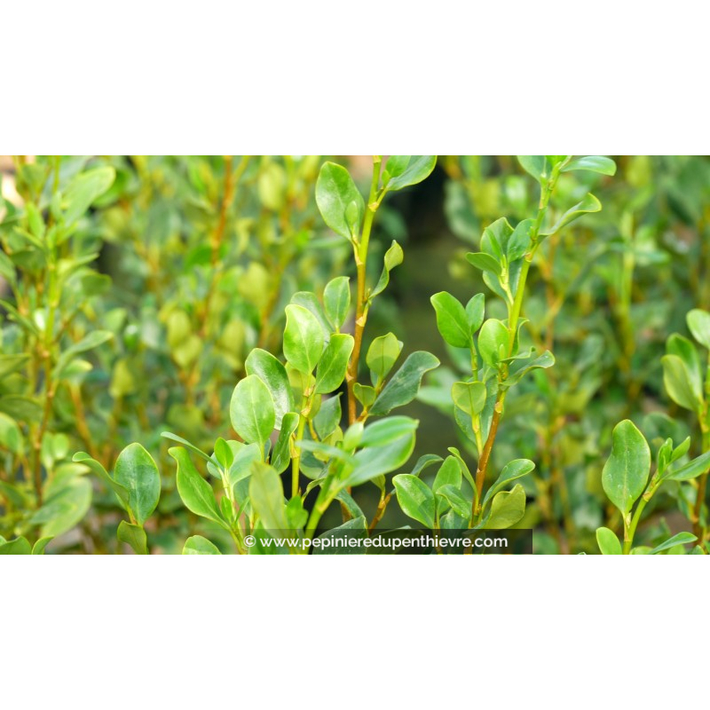 GRISELINIA littoralis 'Redge'