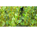 GRISELINIA littoralis 'Redge'