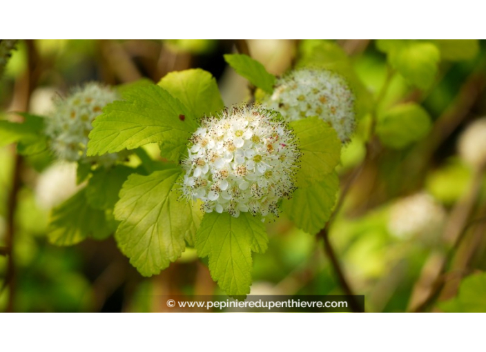 PHYSOCARPUS opulifolius	'Angel Gold'