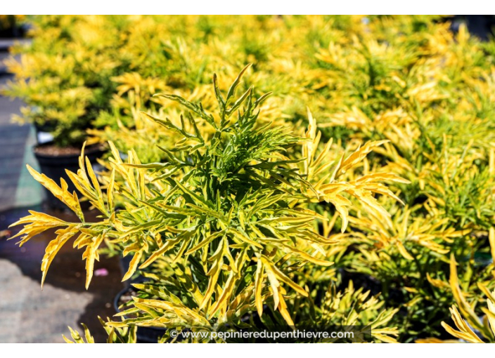 SAMBUCUS nigra 'Golden Tower'