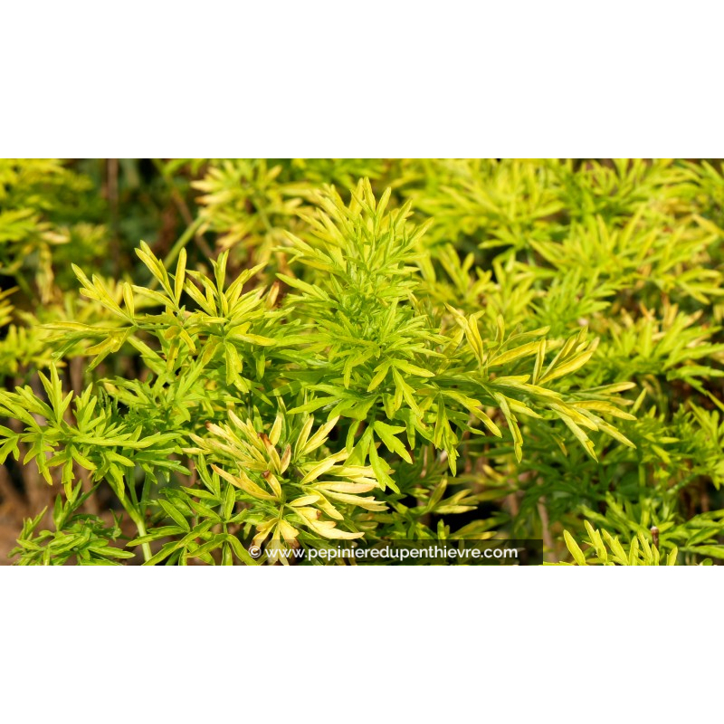 SAMBUCUS nigra 'Golden Tower'