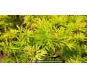 SAMBUCUS nigra 'Golden Tower'