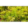 SAMBUCUS nigra \'Golden Tower\'