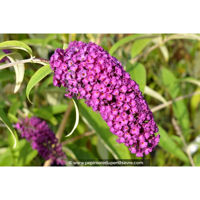 BUDDLEJA 'Royal Red'