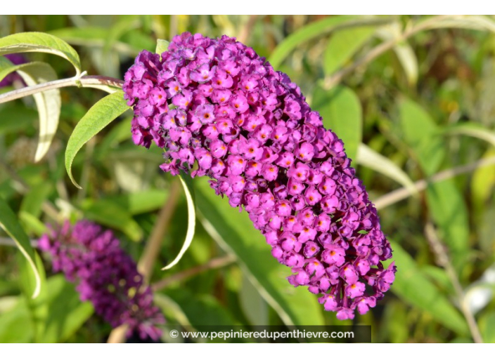 BUDDLEJA 'Royal Red'