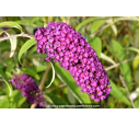 BUDDLEJA 'Royal Red'
