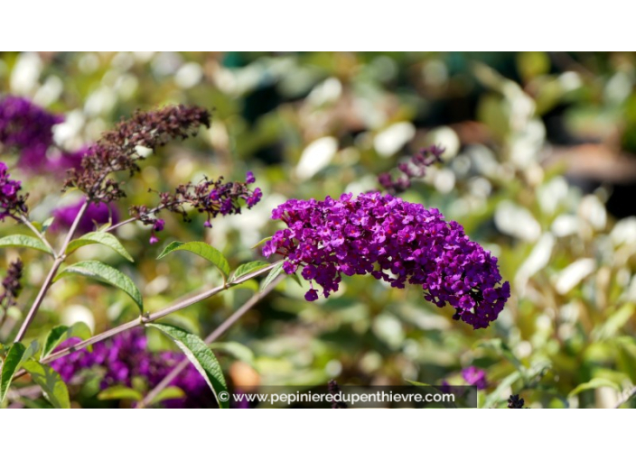 BUDDLEJA 'Royal Red'