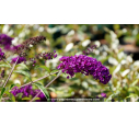 BUDDLEJA 'Royal Red'