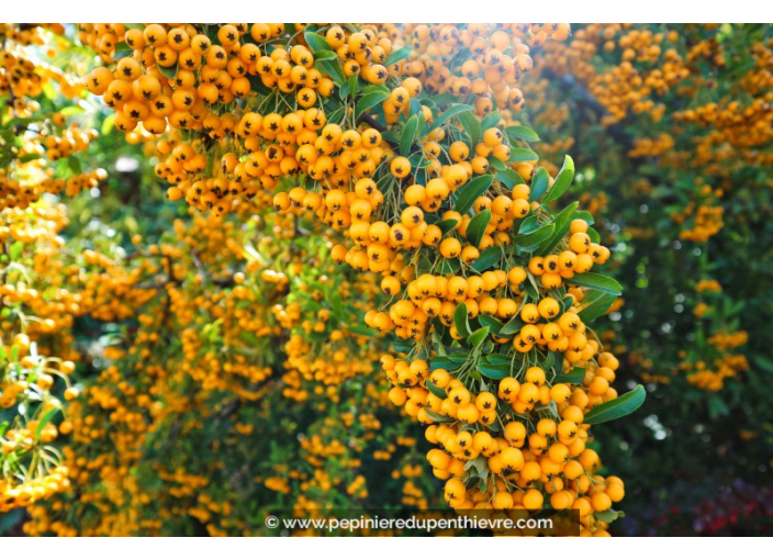 PYRACANTHA 'Soleil d'Or'