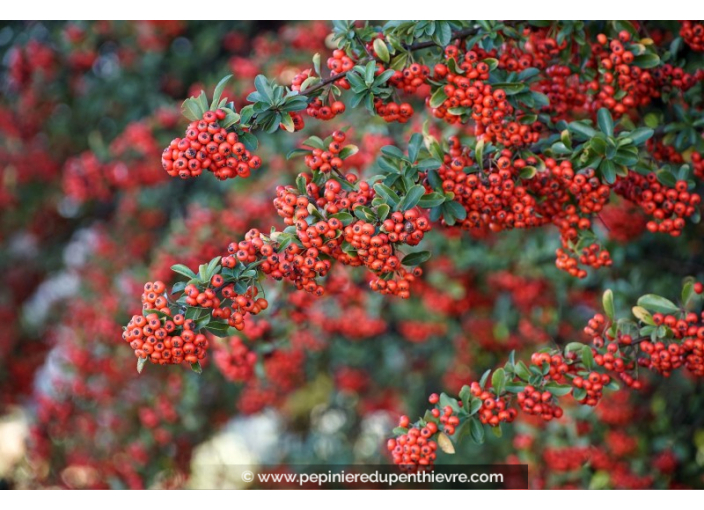 PYRACANTHA coccinea 'Red Column'