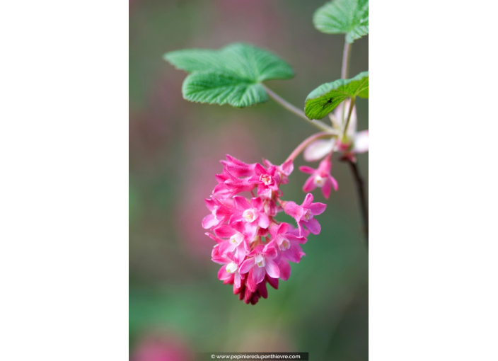 RIBES sanguineum 'Atrorubens'