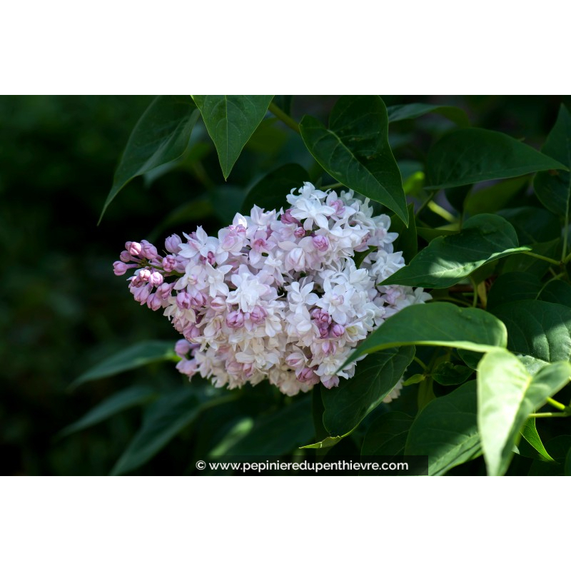 SYRINGA vulgaris 'Belle de Moscou'