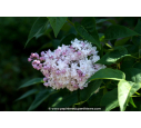 SYRINGA vulgaris 'Belle de Moscou'