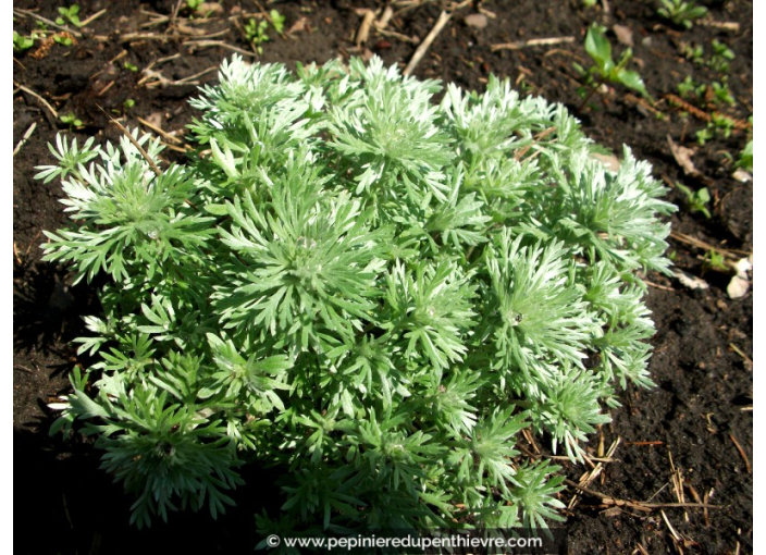 ARTEMISIA schmidtiana 'Nana'