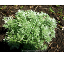 ARTEMISIA schmidtiana 'Nana'