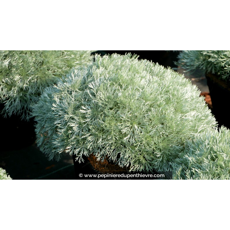 ARTEMISIA schmidtiana 'Nana'