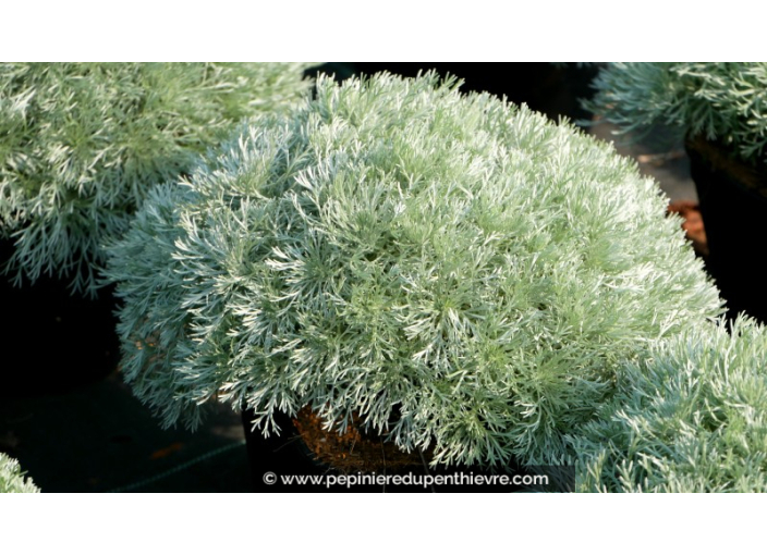 ARTEMISIA schmidtiana 'Nana'